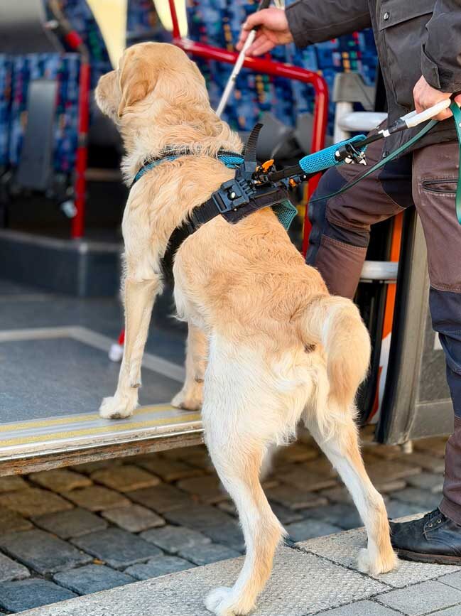Die Kynotec Salzburg GmbH erweitert ihr etabliertes Ausbildungsangebot: Ab sofort bilden wir in unserer Trainingsstätte in Salzburg – zusätzlich zu unseren bewährten Assistenzhunden – auch Blindenführhunde aus.