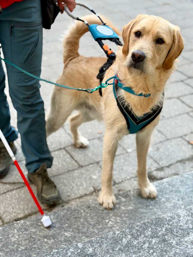 Die Kynotec Salzburg GmbH erweitert ihr etabliertes Ausbildungsangebot: Ab sofort bilden wir in unserer Trainingsstätte in Salzburg – zusätzlich zu unseren bewährten Assistenzhunden – auch Blindenführhunde aus.