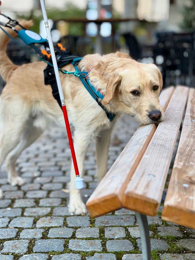 Die Kynotec Salzburg GmbH erweitert ihr etabliertes Ausbildungsangebot: Ab sofort bilden wir in unserer Trainingsstätte in Salzburg – zusätzlich zu unseren bewährten Assistenzhunden – auch Blindenführhunde aus.